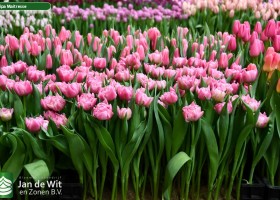 Tulipa Maitresse ® (1)